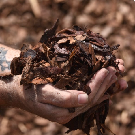 Mulch - Pine Bark Nuggets Small